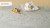 4043 Primordia